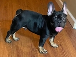 French Bulldogs