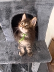 Maine Coon Kittens (CFA registered)