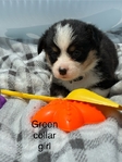 AKC Corgis