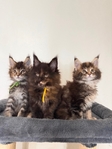 Maine Coon Kittens (CFA registered)