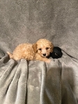 MINI GOLDENDOODLE PUPPIES
