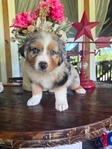Austrailian Shepherd