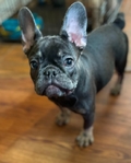 French Bulldogs