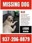 Ollie Goldendoodle LOST