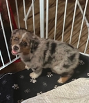Australian Shepherd.   Male