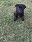 AKC Black Lab pups