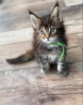 Maine Coon Kittens (CFA registered)