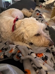 Ollie Goldendoodle LOST