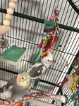 Cockatiels - Male DOB 10/01/2023 and Female DOB 03/17/2023