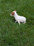 Jack Russell Terrier