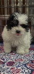 MALTESE MIX,  MALE PUPPY (MALSHI)