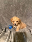 MINI GOLDENDOODLE PUPPIES