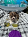 AKC Corgis