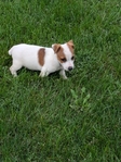 Jack Russell Terrier