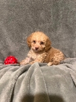 MINI GOLDENDOODLE PUPPIES