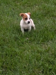 Jack Russell Terrier