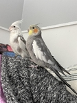 Cockatiels - Male DOB 10/01/2023 and Female DOB 03/17/2023
