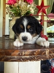Austrailian Shepherd