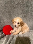 MINI GOLDENDOODLE PUPPIES