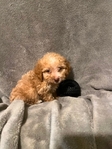 MINI GOLDENDOODLE PUPPIES