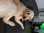 Ollie Goldendoodle LOST
