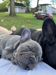 French Bulldogs