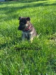 AKC German Shepherds