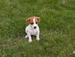 Jack Russell Terrier