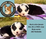 Pembroke Welsh Corgis