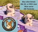 Pembroke Welsh Corgis