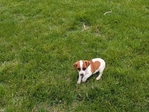 Jack Russell Terrier