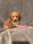 MINI GOLDENDOODLE PUPPIES