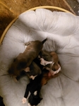 XXL American Bully/Presa mix