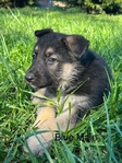 AKC German Shepherds