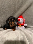 Miniature Dachshund Puppies