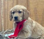 AKC Golden Retriever Puppies
