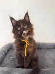 Maine Coon Kittens (CFA registered)