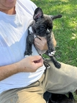 French Bulldogs