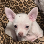 Chihuahuas