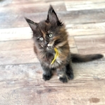 Maine Coon Kittens (CFA registered)