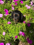 Miniature Dachshund