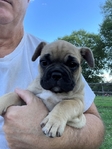 French Bulldogs