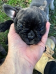 French Bulldogs