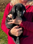 AKC Black Lab pups