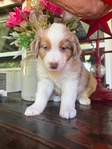 Austrailian Shepherd