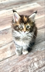 Maine Coon Kittens (CFA registered)