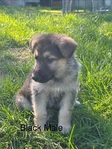 AKC German Shepherds