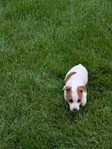 Jack Russell Terrier