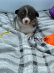 AKC Corgis