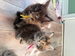 Maine Coon Kittens (CFA registered)